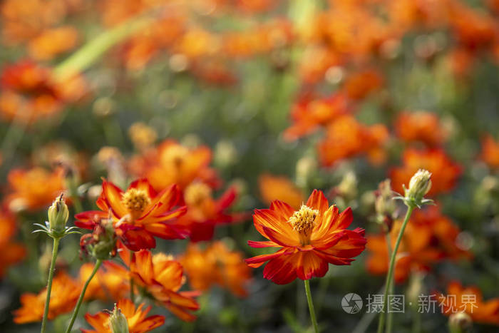 花园里橘色的宇宙之花照片 正版商用图片09dct1 摄图新视界