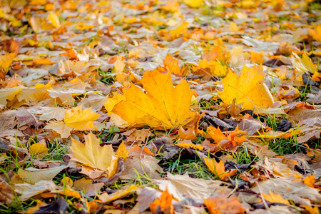 美丽的秋天风景与黄色和橙色枫叶在地面和太阳。公园里五颜六色的树叶。落叶自然的背景。选择性聚焦