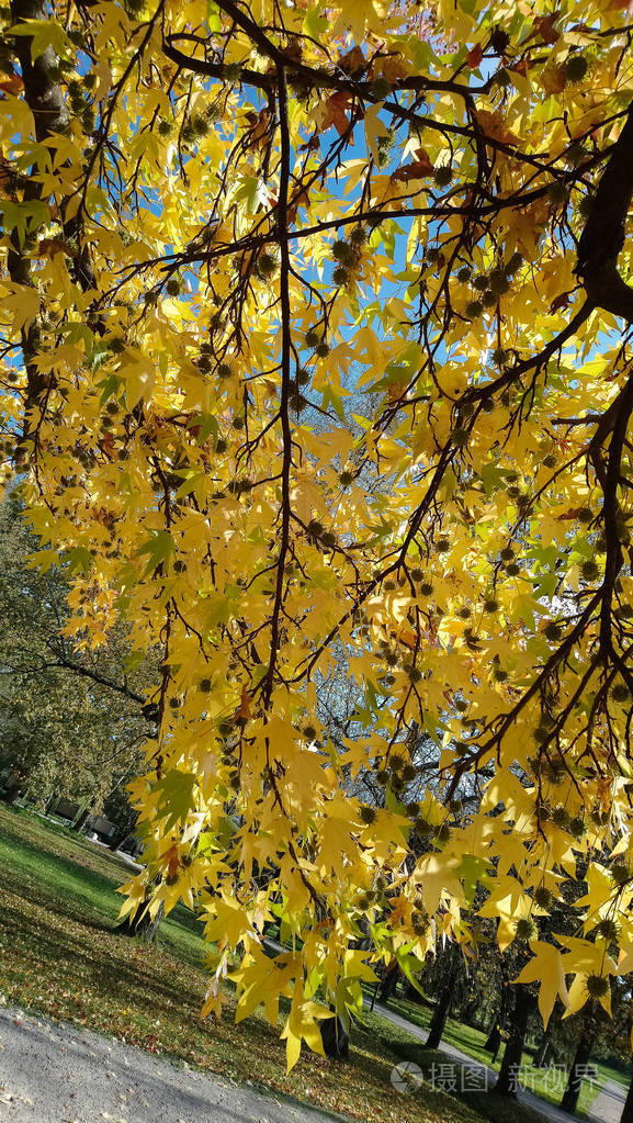枫树的枝条在秋天公园