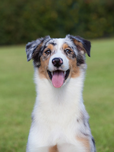 纯种狗澳大利亚牧羊犬