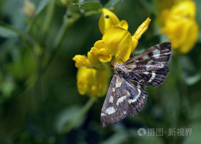 蛾pyraustapurpuralis希腊