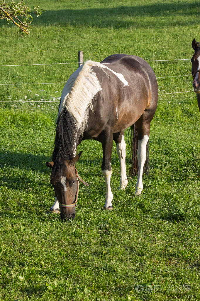 在德国南部一个阳光明媚的夏夜, 大三马在地平线上吃草