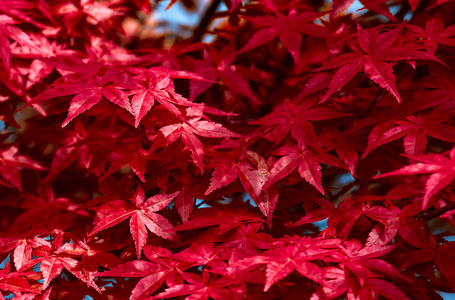 红叶。叶纹理背景