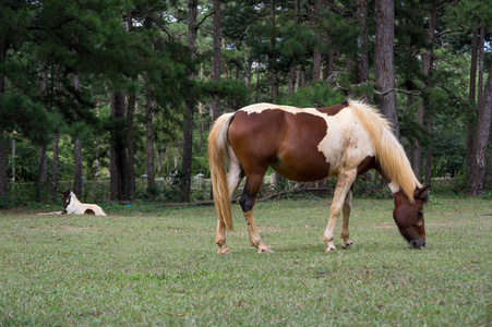 野生马和 ponys 生活在草原草原, 在 Suoivang 湖, 越南。还没有纯种马, 生活在高原1500m 的野马。这是荒野