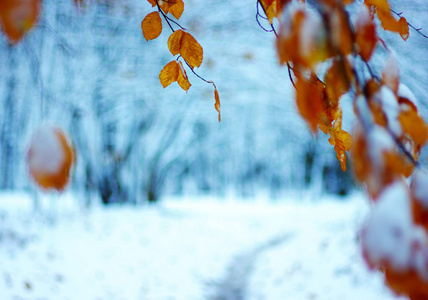 雪中的黄叶。晚秋和初冬。模糊的自然背景与浅 dof