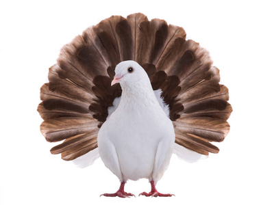 白鸽子孔雀被孤立在白色背景上作为和平的象征