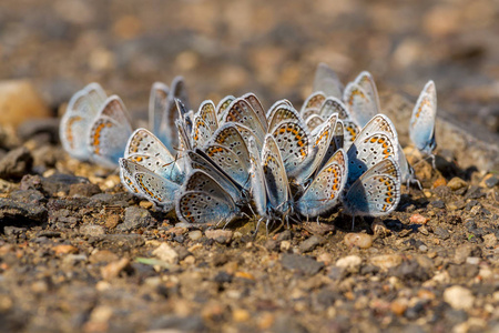 许多常见的蓝色蝴蝶在土壤上