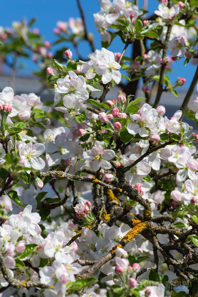 苹果树叶子开花在美丽的蓝天阳光明媚的春天在德国南部农村的节日