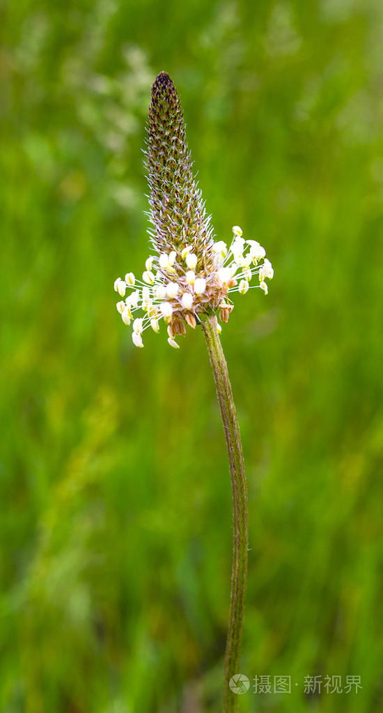 车前草花草丛中