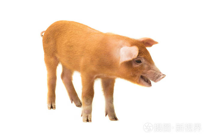 黄色猪被隔绝在白色背景上