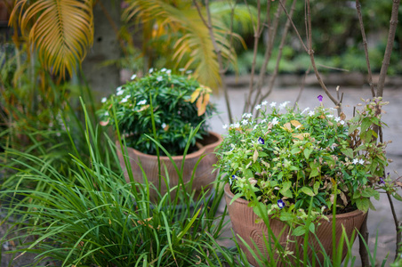 花园植物特写