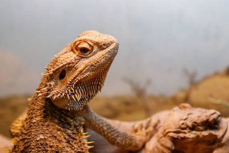 美丽的蜥蜴胡子蜥, Pogona vitticeps 特写