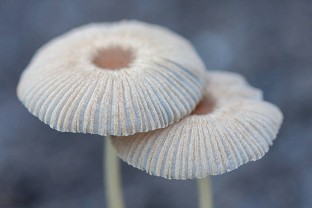 秋天森林里的小蘑菇