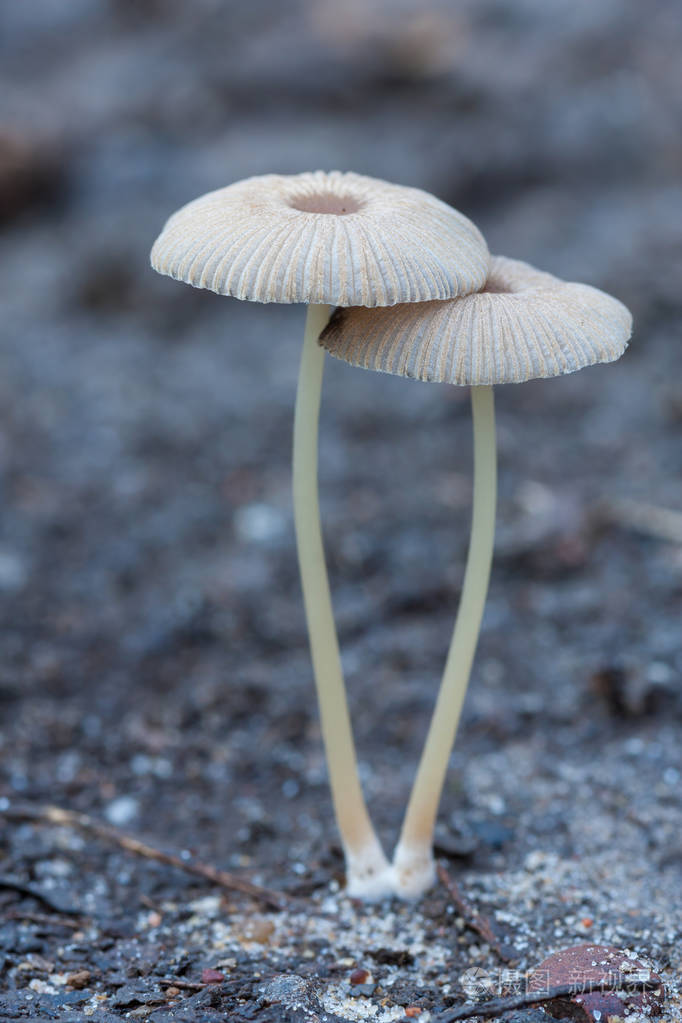 秋天森林里的小蘑菇