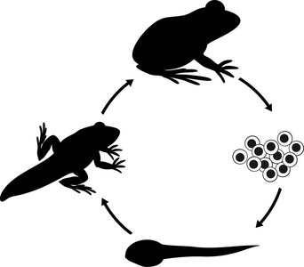 青蛙的生命周期。青蛙从卵到成年动物的发育阶段序列