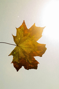 干枫叶在空中, 阳光明媚的天空, 秋天的季节。复制空间