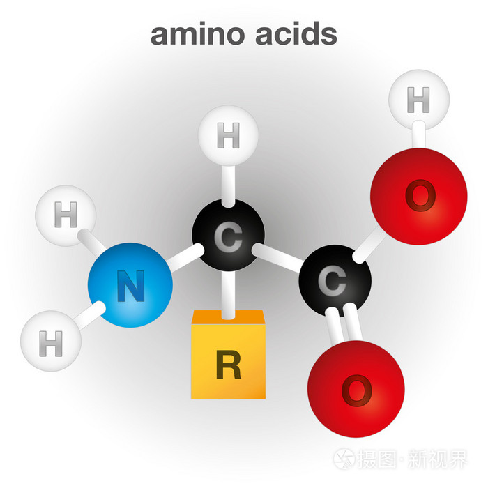 图代表的组成和结构的氨基酸化学元素,教育书籍和机构材料的理想选择