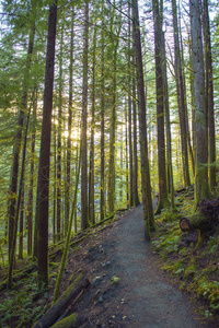 加拿大不列颠哥伦比亚省温哥华岛省级公园的森林枝叶阳光过滤
