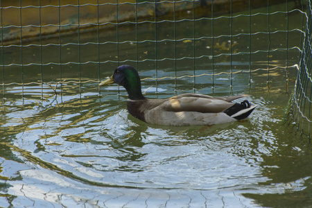 棕色的鸭子在河上木板的地板上。一只橙色漂亮的鸭子, 嘴里有黑色的喙, 白色的头在沙滩上擦羽毛。多彩的自然