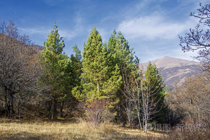 山坡上森林中的绿色云杉树背景上有云彩和山脉的蓝天