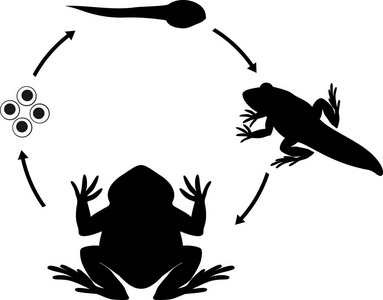 青蛙从卵到成年动物的发育阶段序列照片