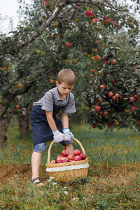 小金发男孩在花园里帮忙采摘篮子里的苹果