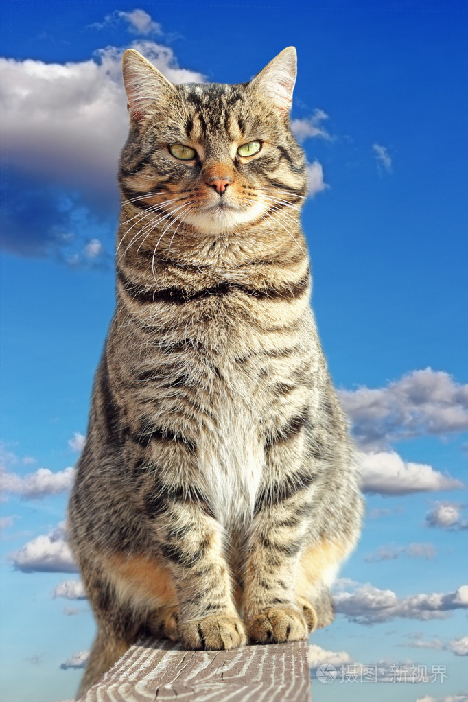 大猫围栏