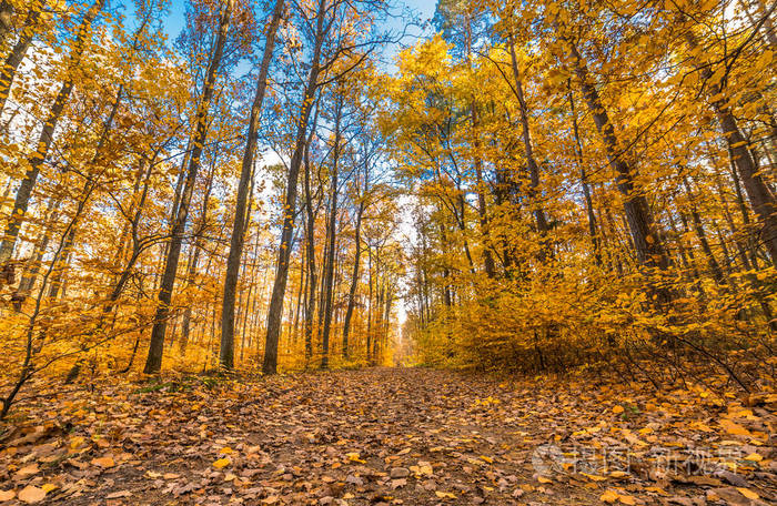 林中之路, 秋境, 自然风光, 黄树落叶