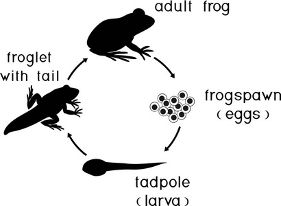 青蛙的生命周期。青蛙从卵到成年动物的发育阶段序列