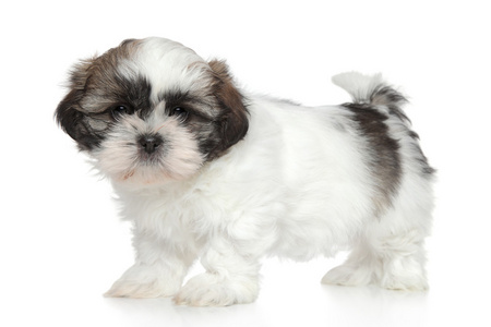 shihtzu 小狗肖像照片