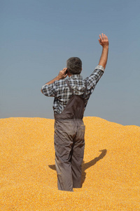 玉米收获, 农民在堆积如山的作物用手机说话, 挥舞着他的手