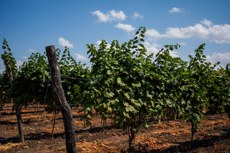 春天季节的明亮蓝色景观: 年轻农村农场培养有机葡萄