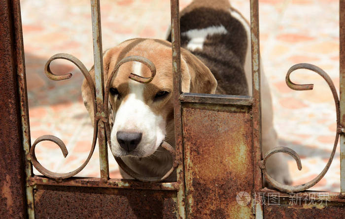 一只可爱的狗被困在钢门后面许多可爱的狗