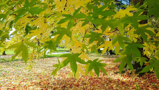 秋天公园里的枫树