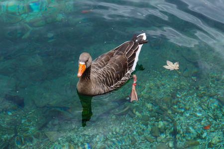 在高山湖中漂浮的带状的鸭