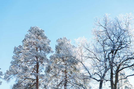 森林里被白雪覆盖的树木在霜冻中。冬天在国家