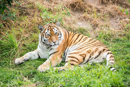 这只美丽的老虎在野外四处寻找