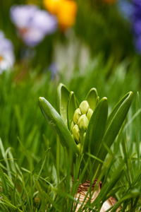 白色的风信子花