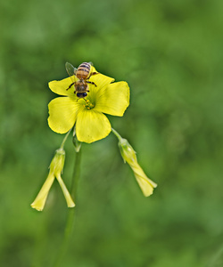 蜜蜂与花