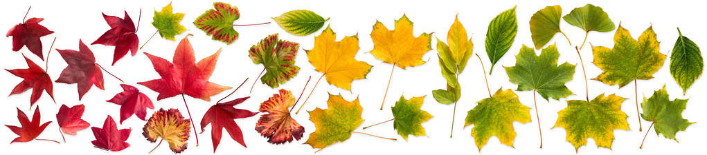 集收集五颜六色的秋季秋天叶子查出的白色背景