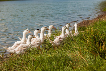 白鸭子, 鹅在岸上, 湖, 水照片