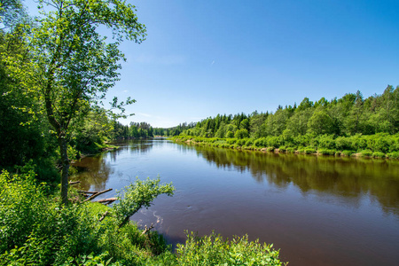 水中树叶动态图片-水中树叶动态素材-水中树叶动态插画-摄图新视界