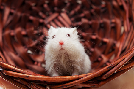在篮子里只白老鼠图片