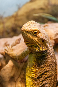 美丽的蜥蜴胡子蜥, Pogona vitticeps 特写