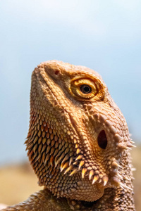 美丽的蜥蜴胡子蜥, Pogona vitticeps 特写