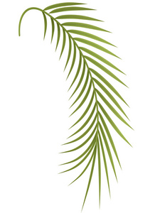 凤尾竹热带植物プラーク照片