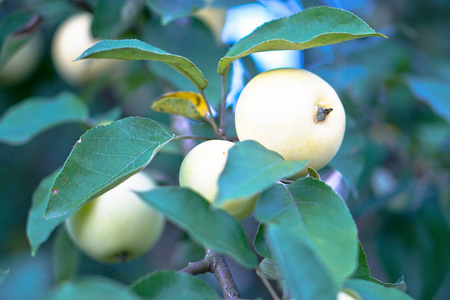 苹果树特写。水果在自然环境中生长。素食者的生态产品。股票照片设计
