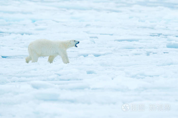 北极熊在漂流冰边缘与雪和水在俄国海.白色动物在自然栖所, 欧洲.