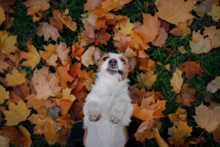 滑稽的狗脸。杰克罗素梗躺在树叶里。秋天的心情