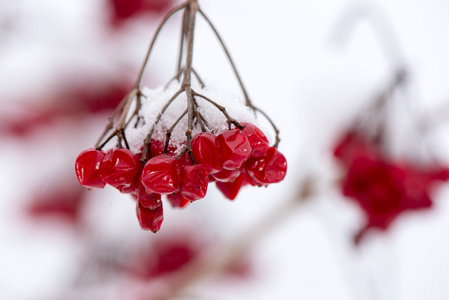 雪中的红浆果与霜冻